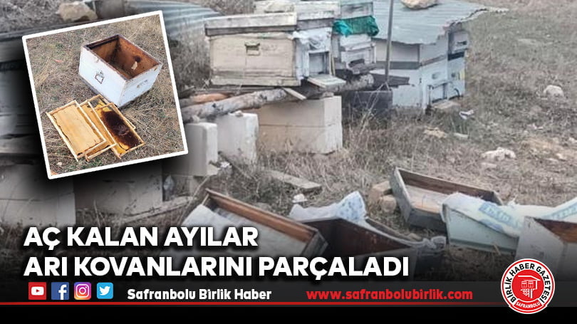 Aç kalan ayılar arı kovanlarını parçaladı