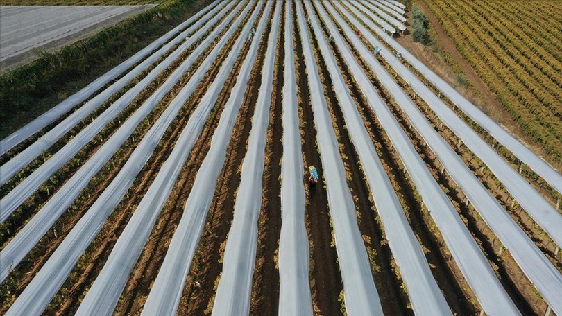Üzüm hasadı kış koşullarında da sürüyor