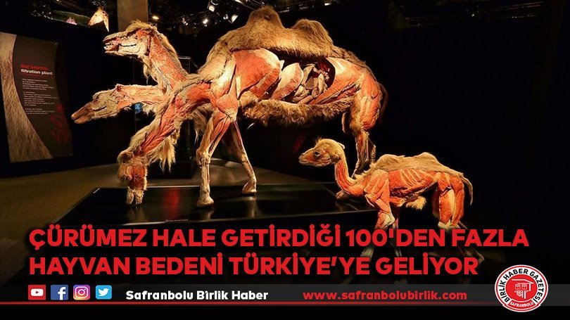 Dünyaca ünlü “Gerçek Hayvanların Anatomi Sergisi” ilk kez Türkiye’ye geliyor