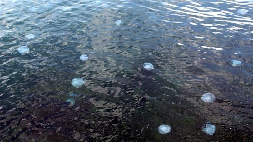 Karadeniz’de denizanası yoğunluğu