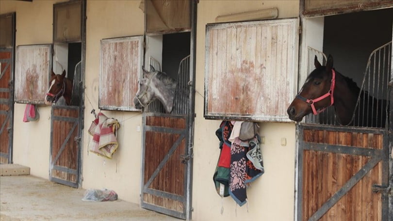 Doğu’nun şampiyon atları sakatlandığında Diyarbakır’da tedavi ediliyor