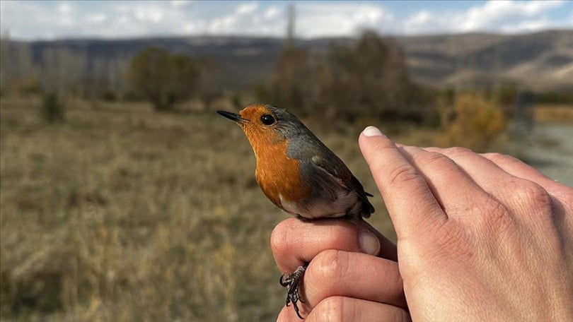 Aras Kuş Cenneti’nde 2023 sezonunda 101 türden kuş halkalandı