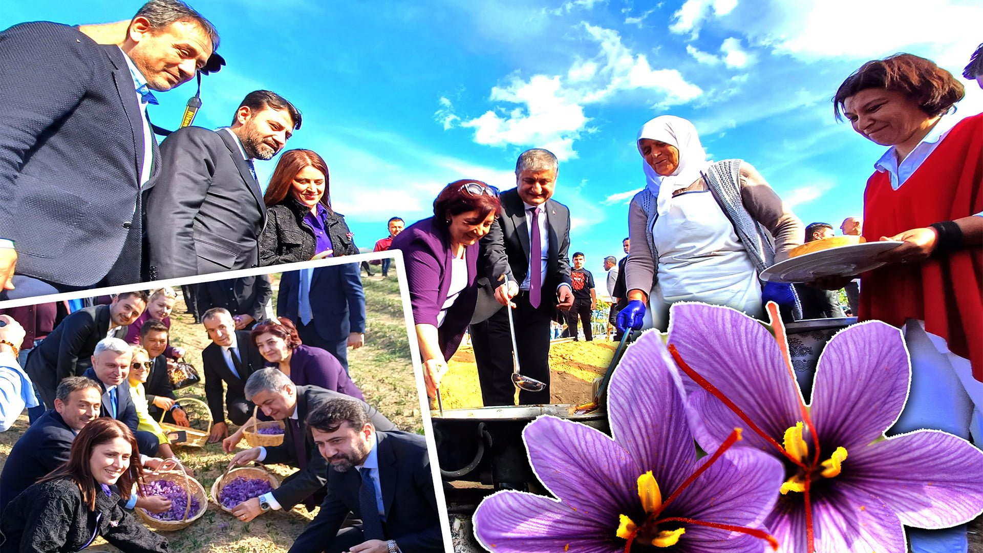 Safranova’da Safran Hasatı (Video)