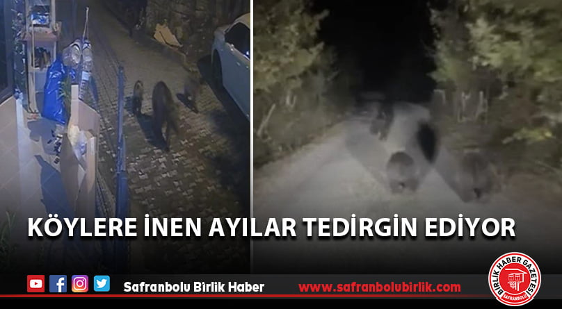 Köylere inen ayılar tedirgin ediyor