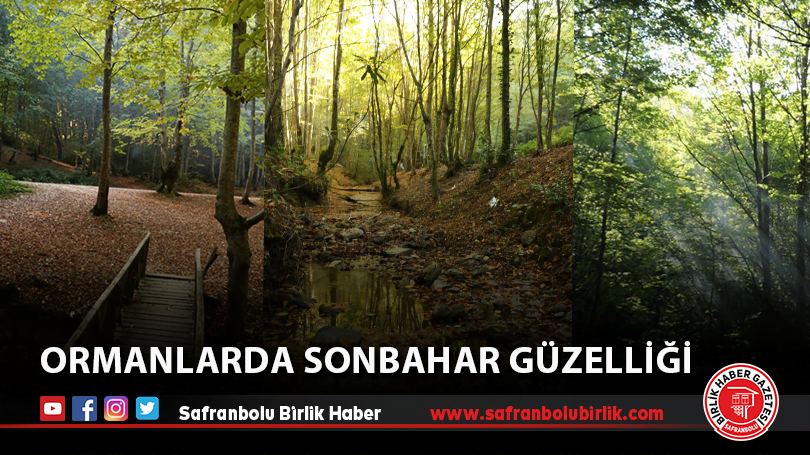 Ormanlarda sonbahar güzelliği