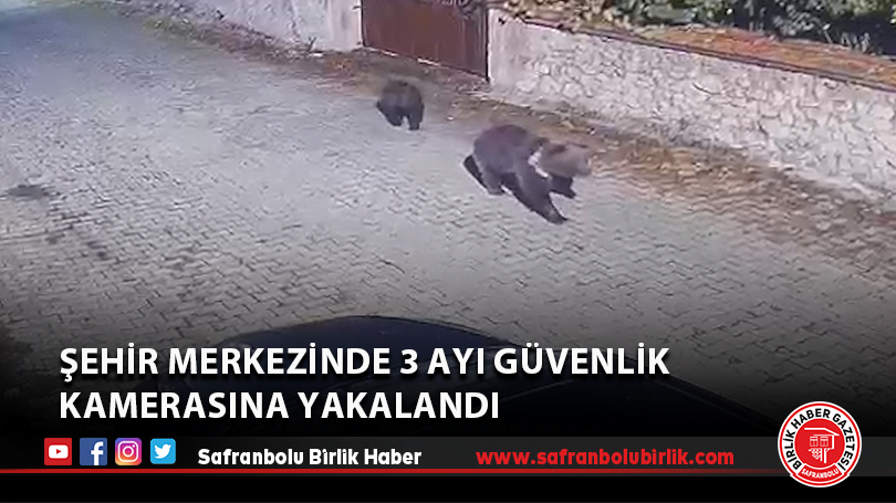 Şehir merkezinde 3 ayı güvenlik kamerasına yakalandı