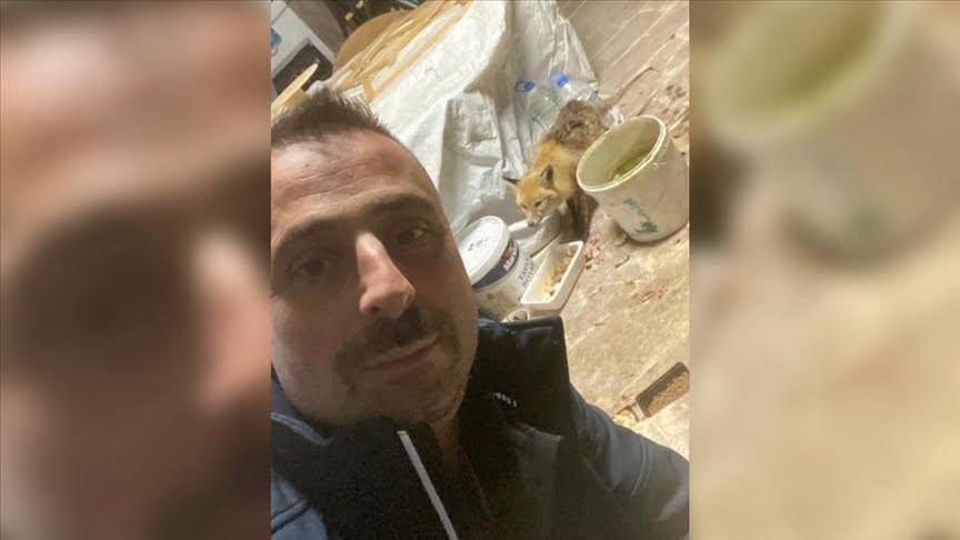 Kar yüzünden aç kalınca köye inen tilkiyi tavuk ve pudingle doyurdu