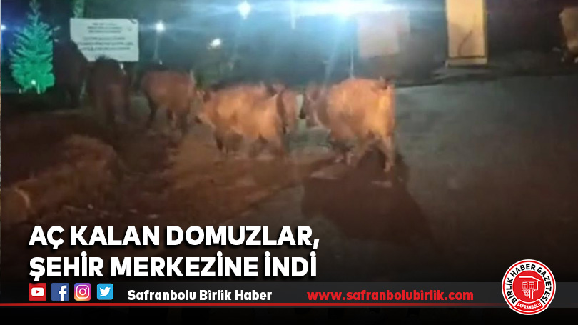 Aç kalan domuzlar, şehir merkezine indi