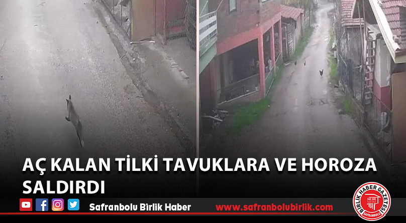 Aç kalan tilki tavuklara ve horoza saldırdı