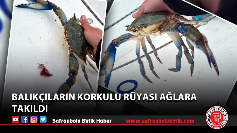 Balıkçıların korkulu rüyası ağlara takıldı