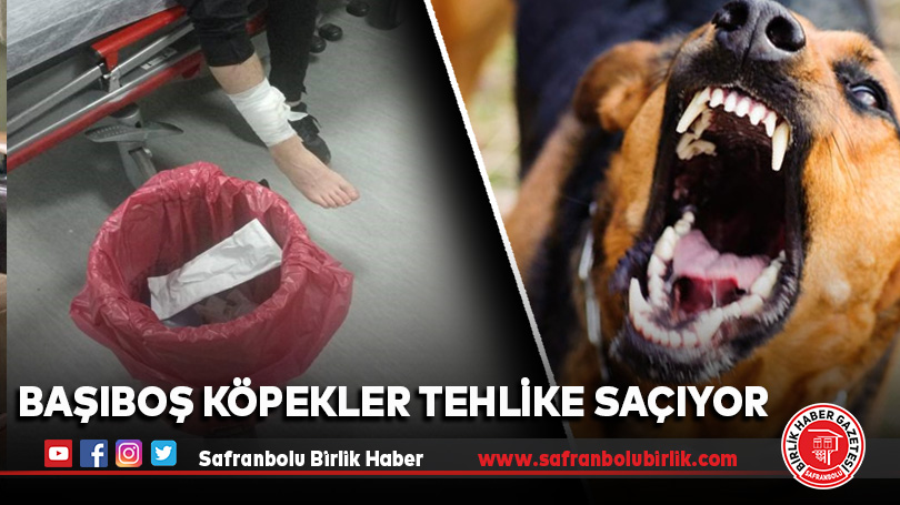 Başıboş köpekler tehlike saçıyor