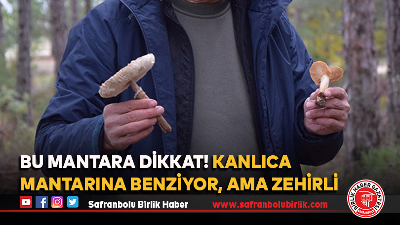 Bu mantara dikkat! Kanlıca mantarına benziyor, ama zehirli