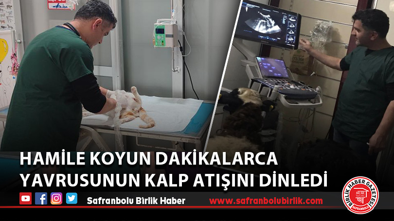 Hamile koyun dakikalarca yavrusunun kalp atışını dinledi