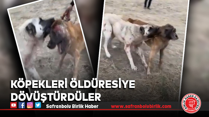 Köpekleri öldüresiye dövüştürdüler