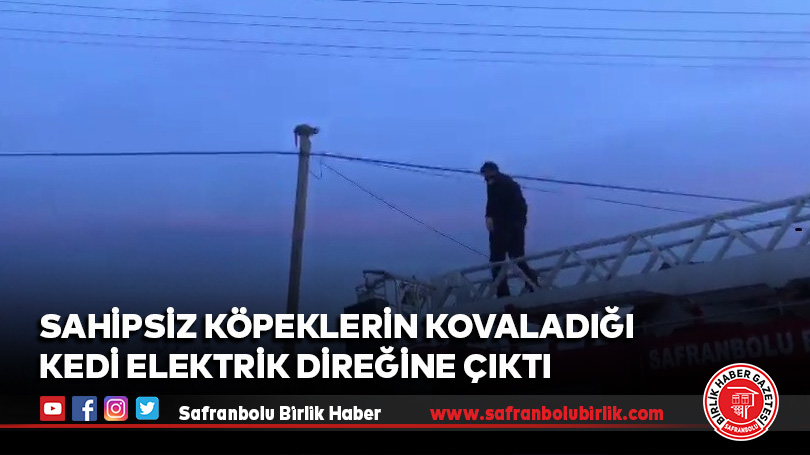 Sahipsiz köpeklerin kovaladığı kedi elektrik direğine çıktı