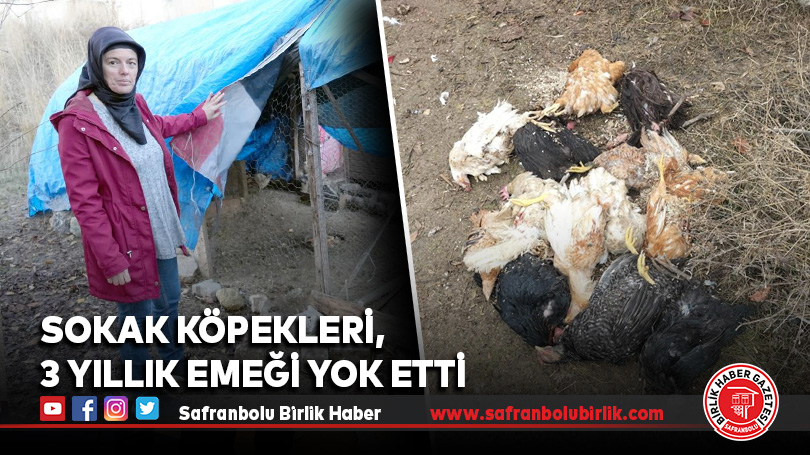 Sokak köpekleri, 3 yıllık emeği yok etti