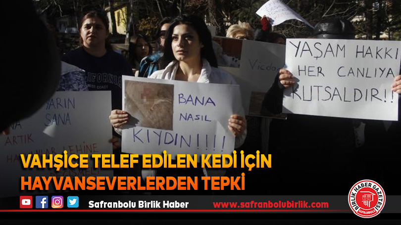 Vahşice telef edilen kedi için hayvanseverlerden tepki