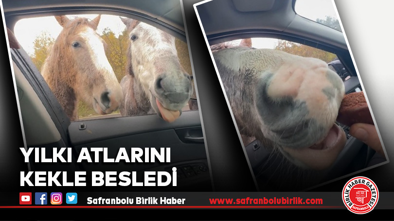 Yılkı atlarını kekle besledi