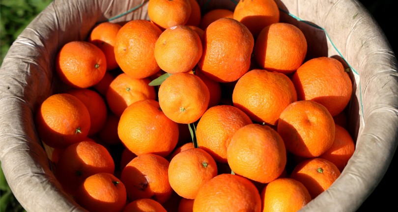 Adana’da mandalina yüz güldürüyor