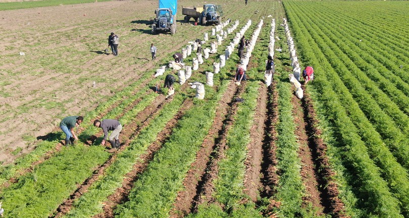 Enkaz kentte zorlu hasat