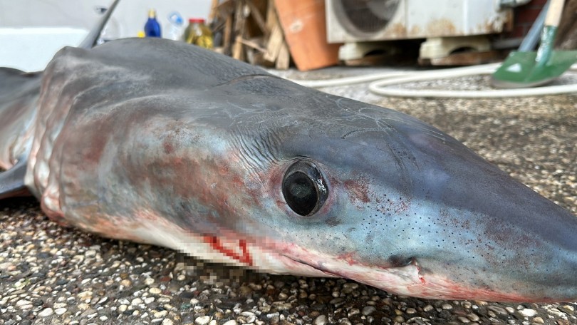Nesli tükenme tehlikesi altındaki mako köpek balığı karaya canlı vurdu