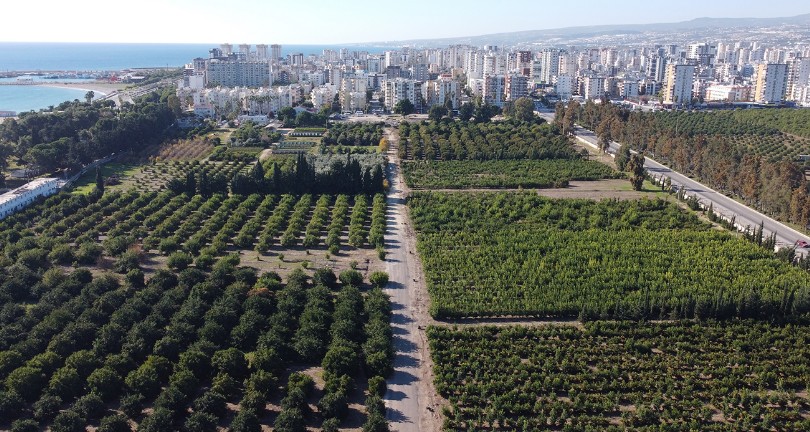 Hasat başladı: Türkiye’nin portakal üretiminin yüzde 50’sini Doğu Akdeniz karşılıyor