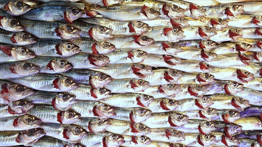 Karadeniz’in su ürünleri ihracat geliri 11 ayda yüzde 27 arttı