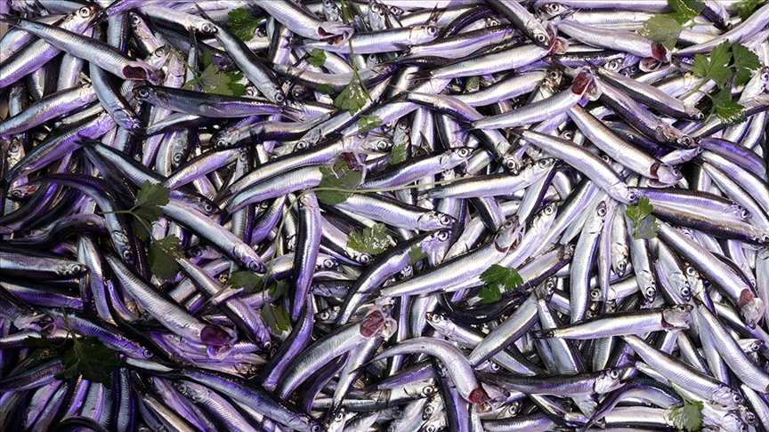 Karadeniz’de balıkçılar hamsi bolluğu için soğuk havayı bekliyor