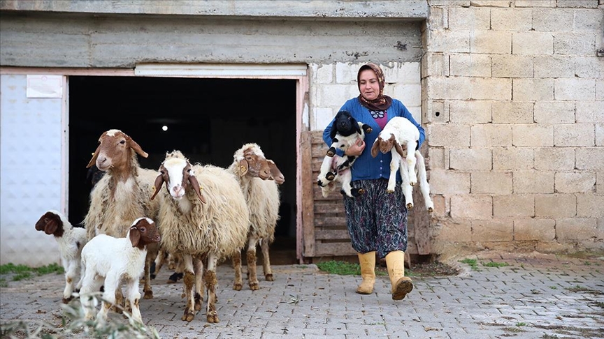 Kadın besici 3 yılda hayvan sayısını 17’den 91’e çıkardı