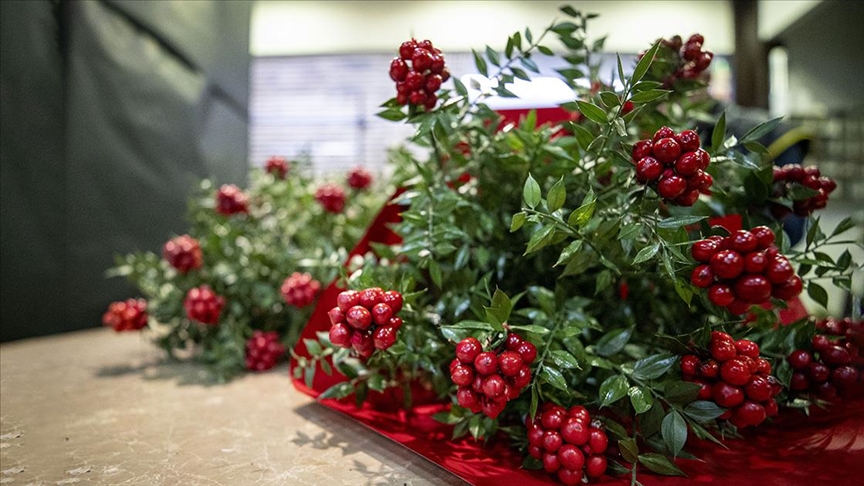 Bolluk ve şansın simgesi “kokina”ya ilgi yılbaşı yaklaştıkça artıyor