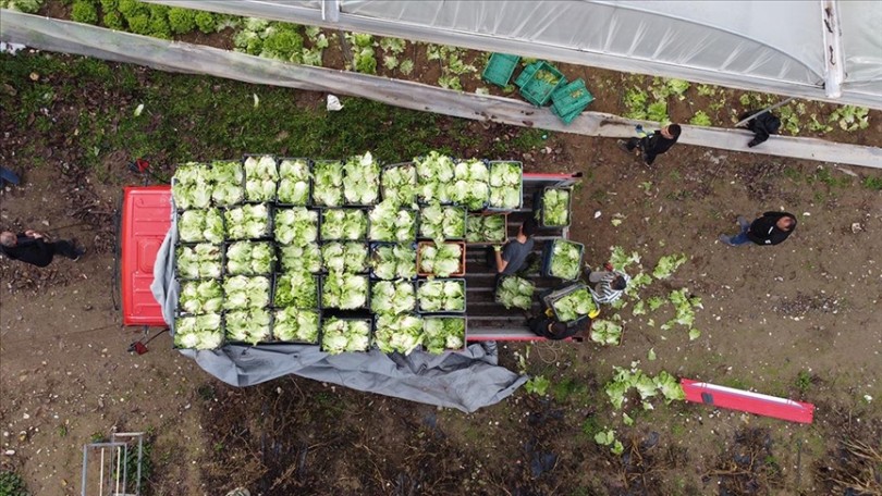 Tarla ve seralarda marul hasadı başladı