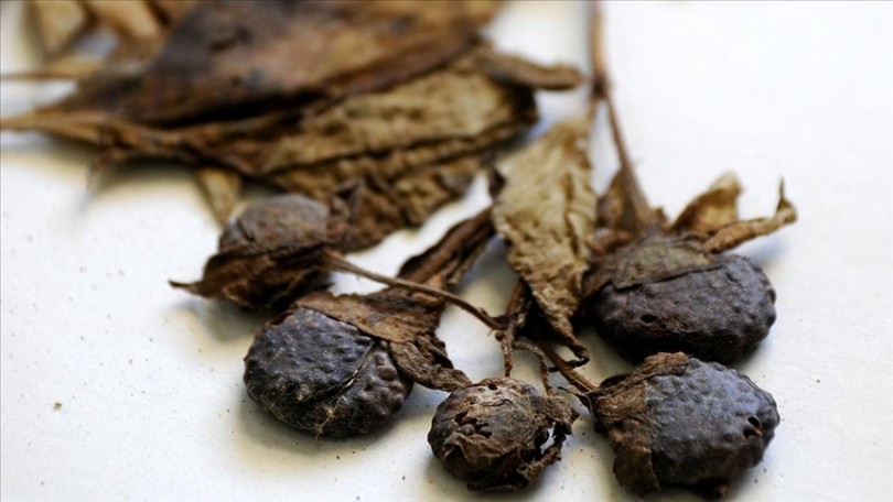 Uzmanından “güzelavrat” otu zehirlenmesine karşı uyarı