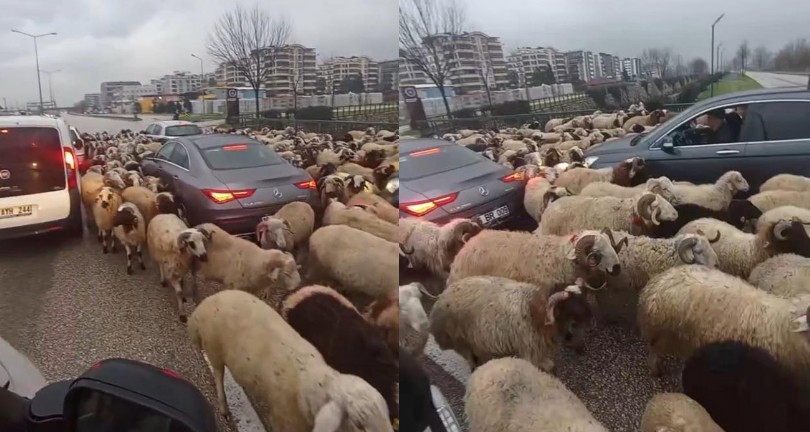 Koyun sürüsü çevre yoluna çıktı, trafikte uzun kuyruklar oluştu