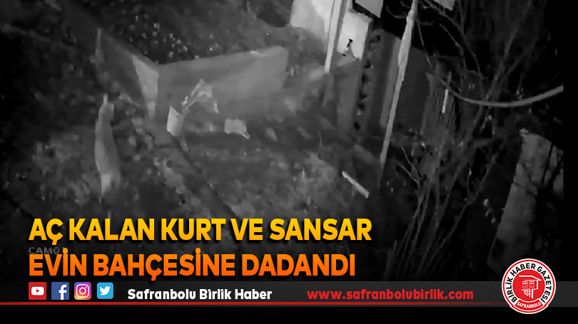 Aç kalan Kurt ve Sansar Evin bahçesine dadandı