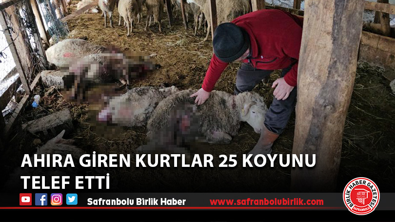Ahıra giren kurtlar 25 koyunu telef etti