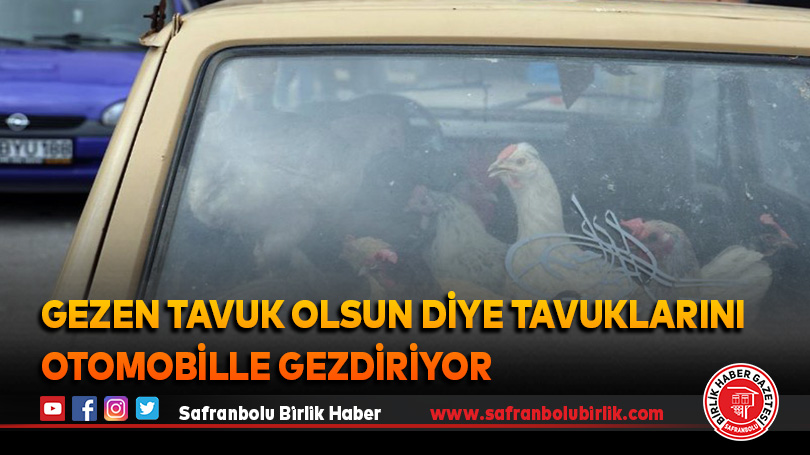 Gezen tavuk olsun diye tavuklarını otomobille gezdiriyor