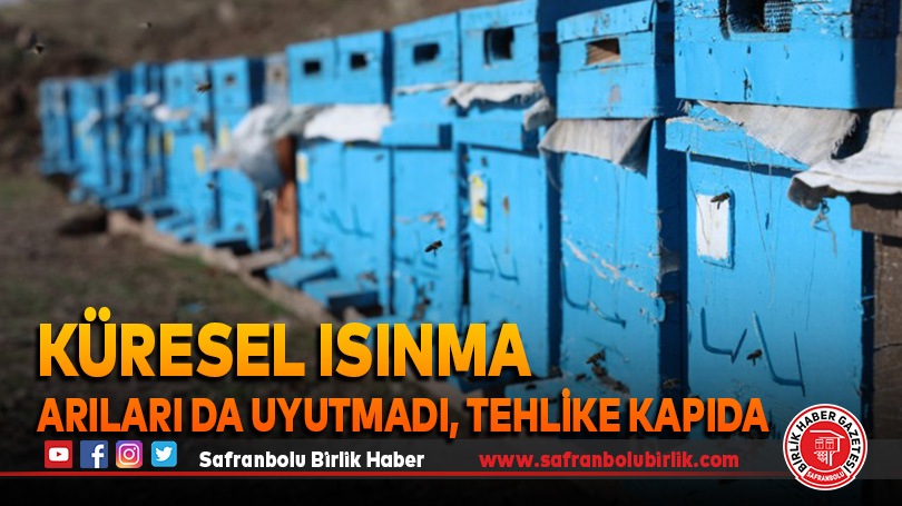 Küresel ısınma arıları da uyutmadı, tehlike kapıda