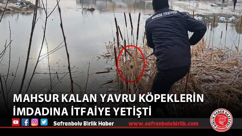Mahsur kalan yavru köpeklerin imdadına itfaiye yetişti