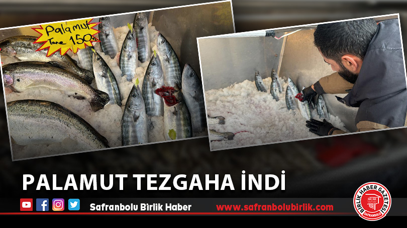 Palamut tezgaha indi