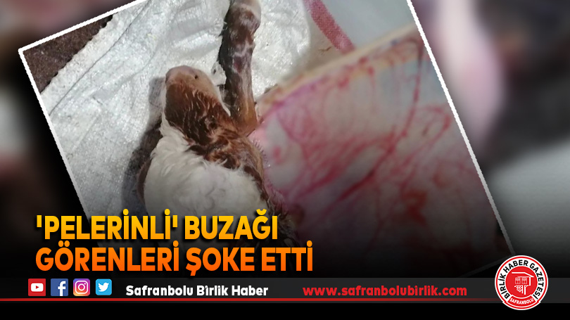 ‘Pelerinli’ buzağı görenleri şoke etti