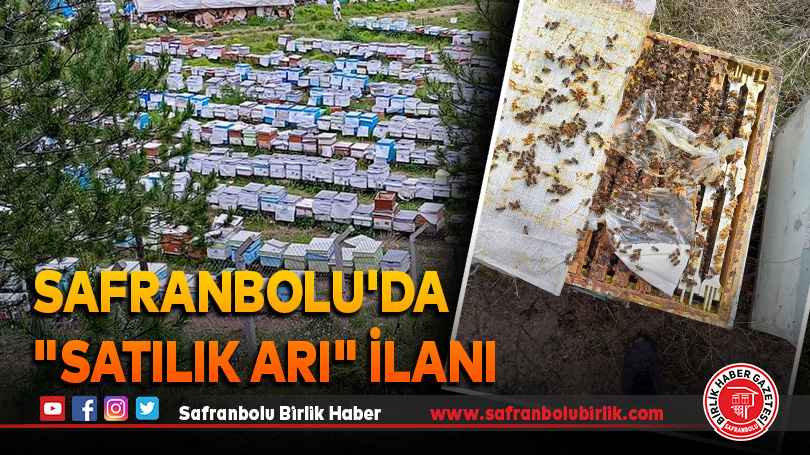 Safranbolu’da “Satılık arı” ilanı