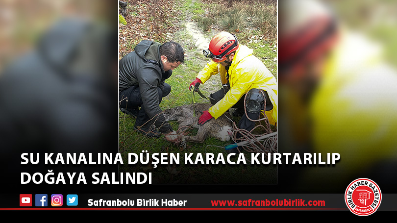 Su kanalına düşen karaca kurtarılıp doğaya salındı