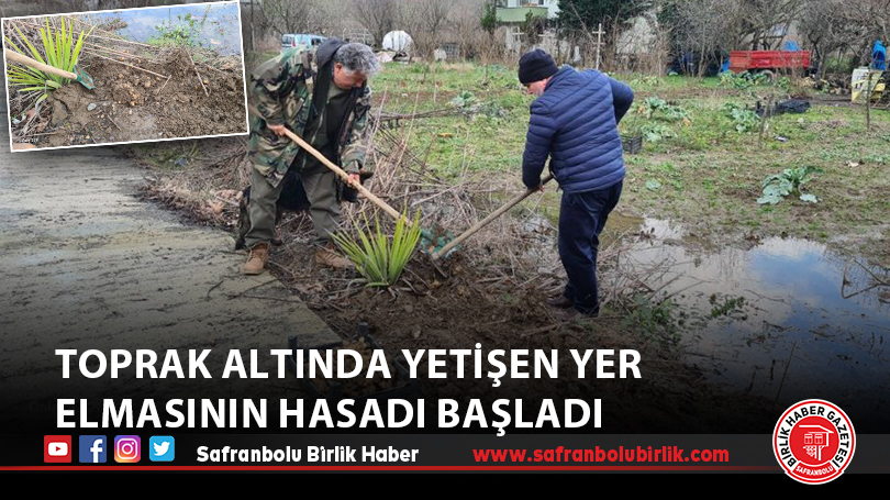 Toprak altında yetişen yer elmasının hasadı başladı