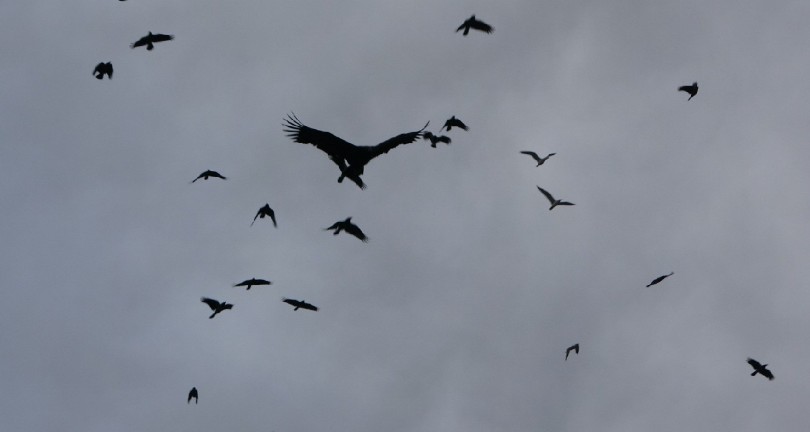 Kartal akbaba, kargaların saldırısına uğradı