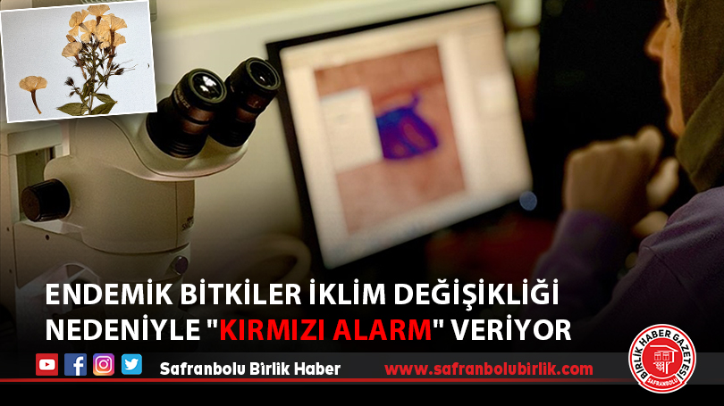 Endemik bitkiler iklim değişikliği nedeniyle “kırmızı alarm” veriyor