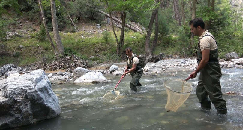 2023’te 3 milyon 700 bin kırmızı benekli alabalık sulara salındı