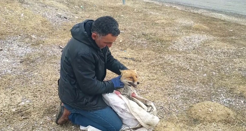 Kurnaz tilki bu kez yakayı ele verdi