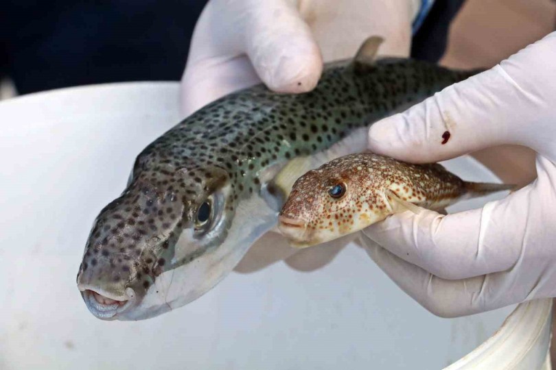 Yoğun bakım hastası balon balığının ciğerini yemiş