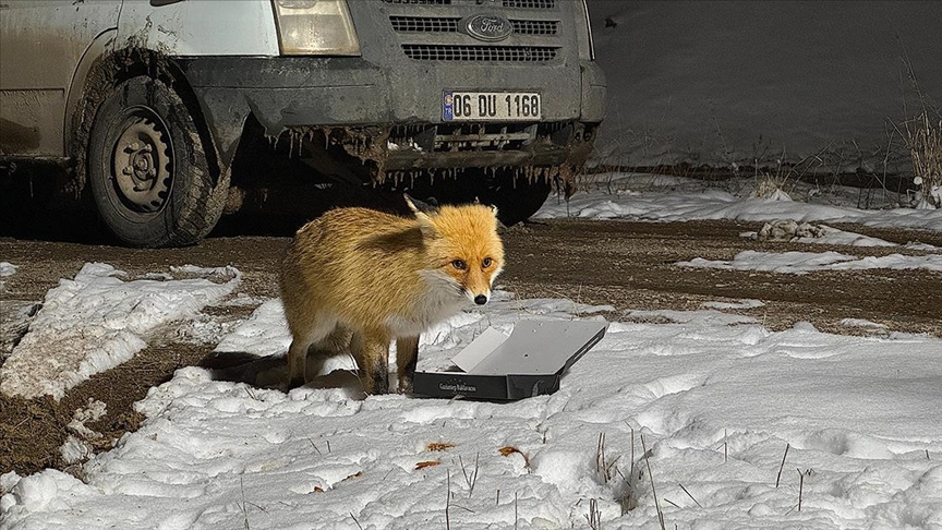 Şantiye bekçisi yanına gelen tilkiyi bir aydır besliyor