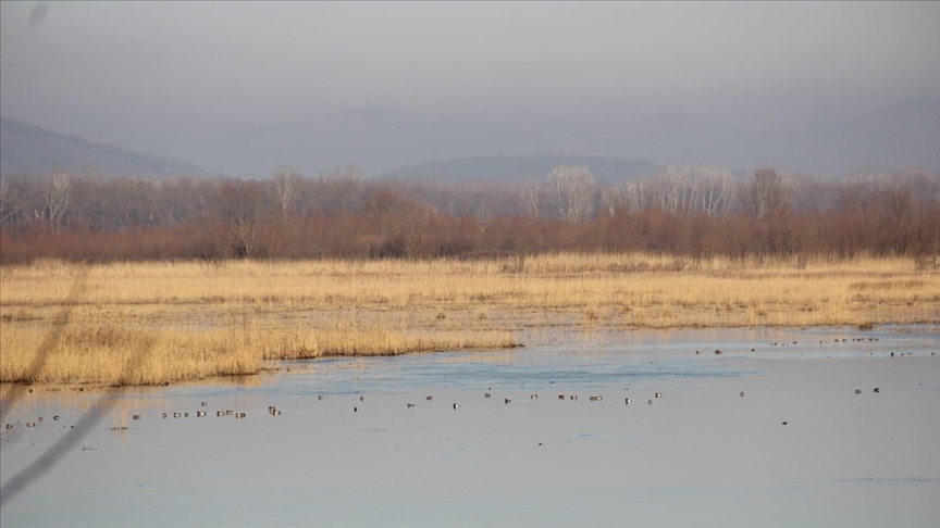 Efteni Gölü Kuş Cenneti’nde 22 türden 2 bin 111 kuş listelendi